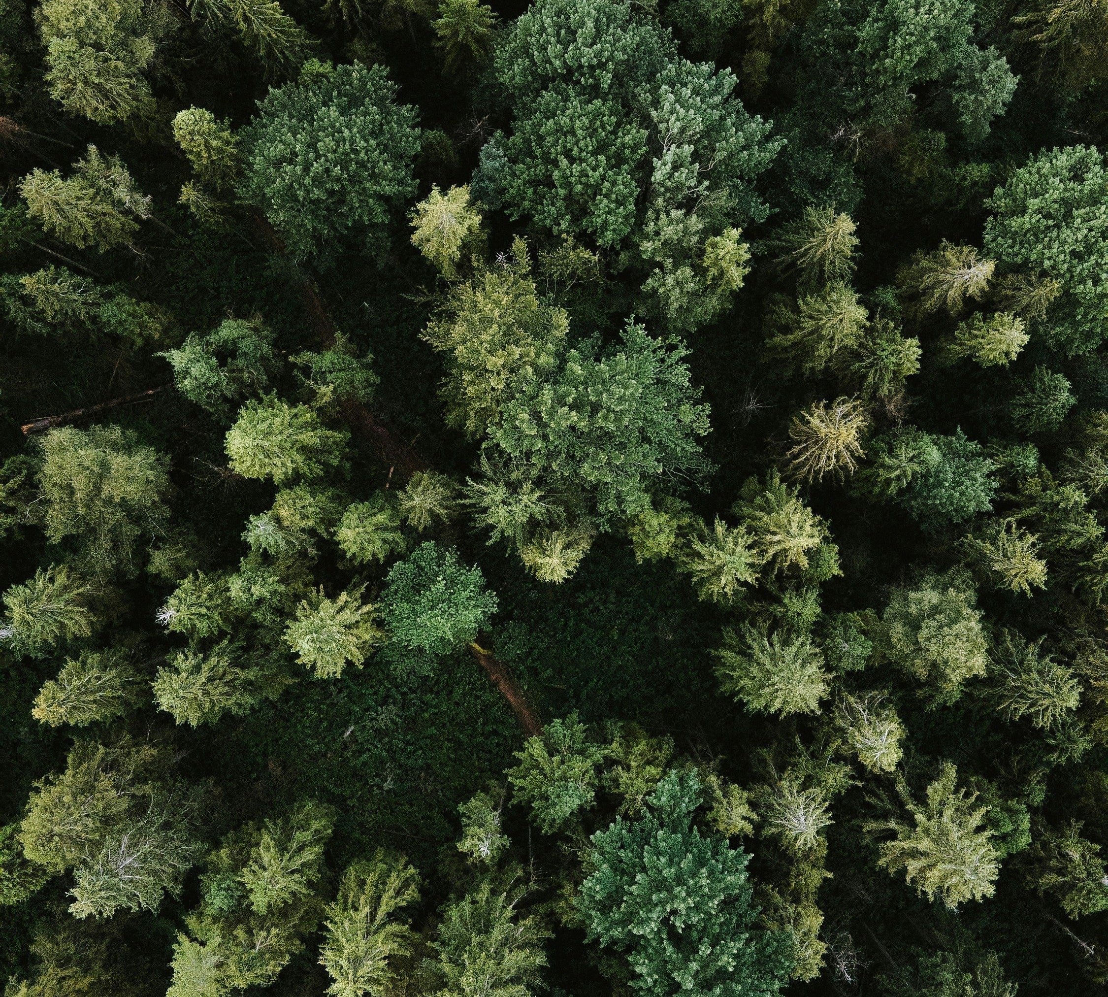 Floèm : une maison de thés et infusions qui cultive l’émotion