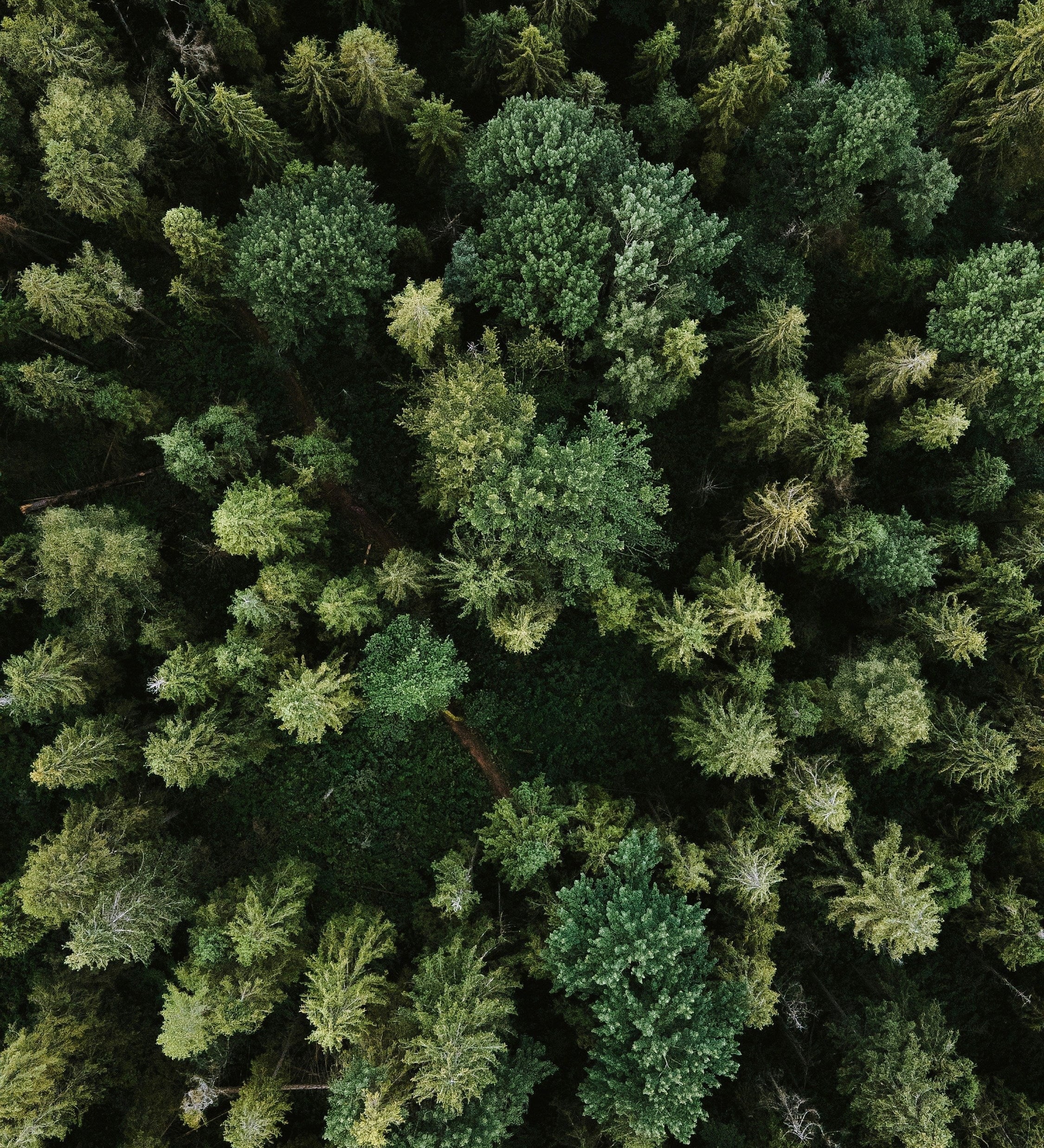 Floèm : une maison de thés et infusions qui cultive l’émotion